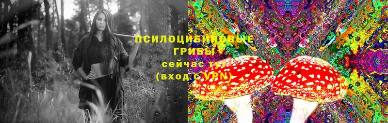 Псилоцибиновые грибы Psilocybine cubensis  ОМГ ОМГ ONION  Полярный 